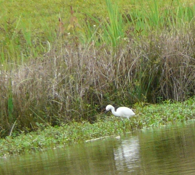 Snowy Egret - ML553277471