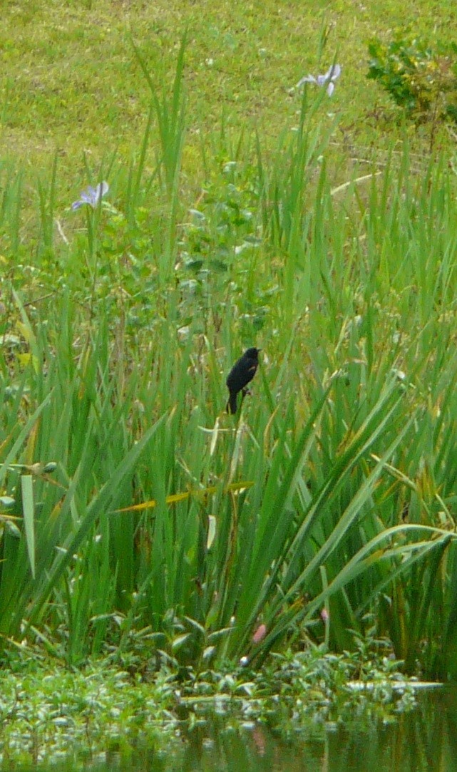 Red-winged Blackbird - ML553277611