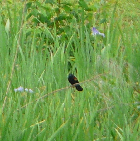 Red-winged Blackbird - ML553277691