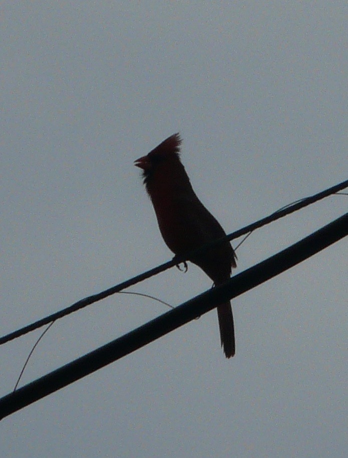 Northern Cardinal - ML553277751