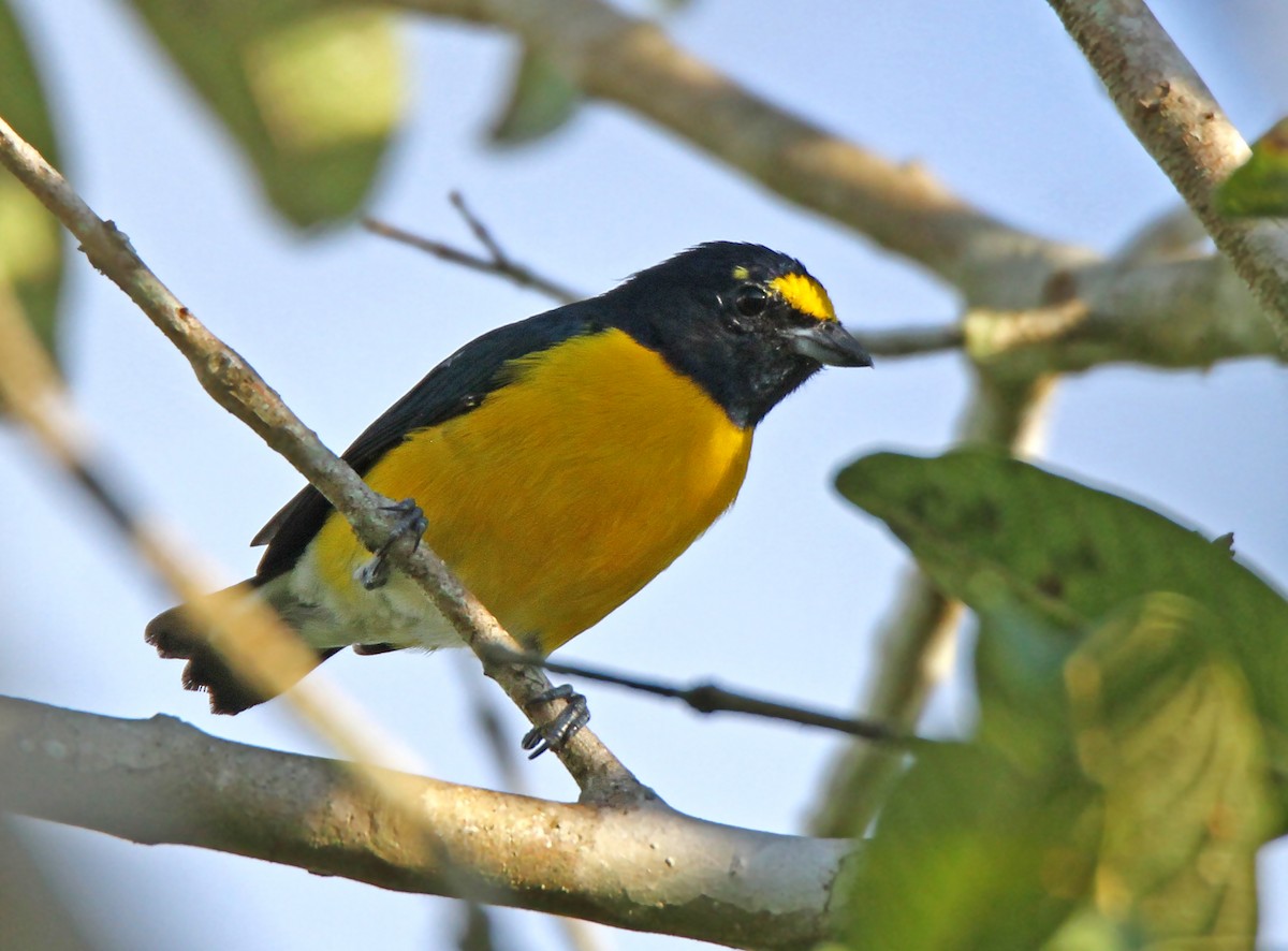 White-vented Euphonia - ML55327811