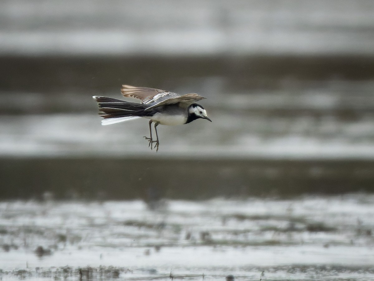 White Wagtail - ML553278601