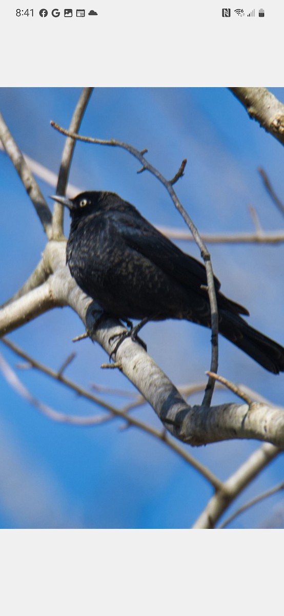 Rusty Blackbird - ML553278701