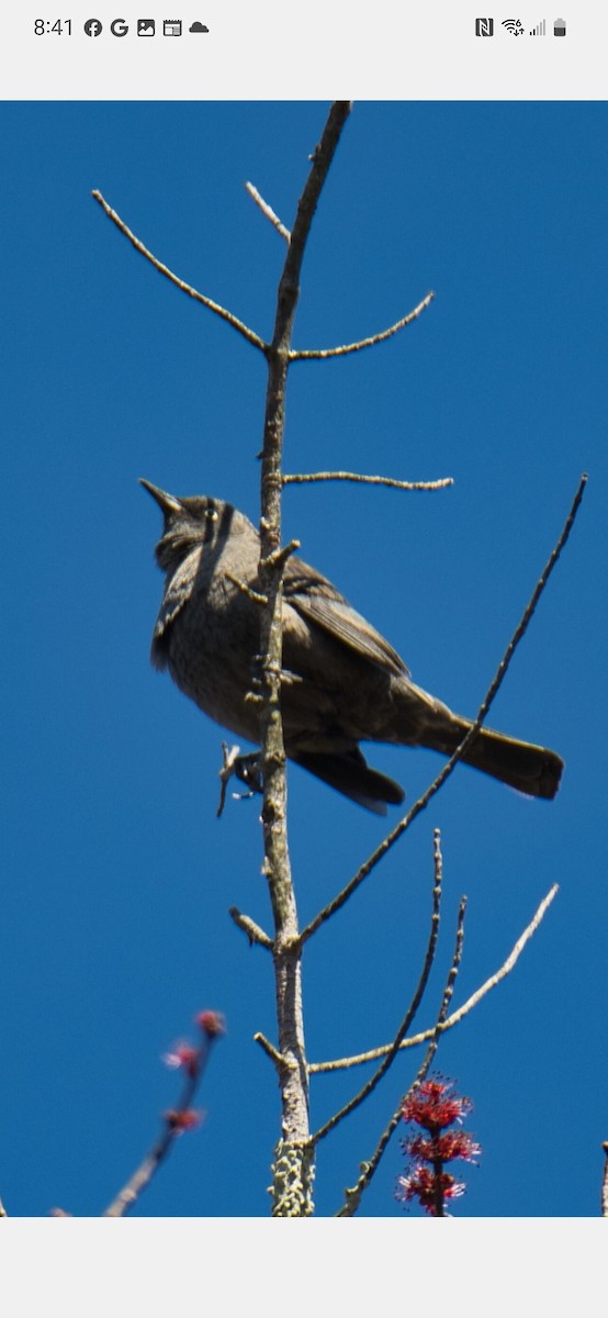 Rusty Blackbird - ML553278711