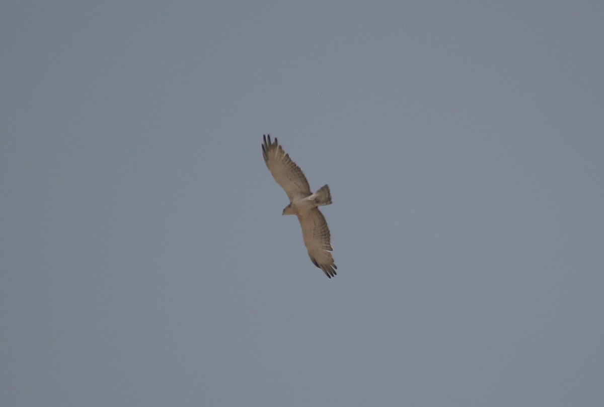 Short-toed Snake-Eagle - Paul Chapman