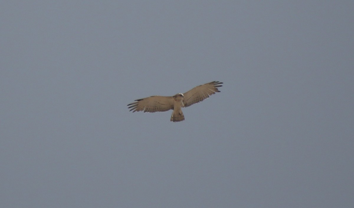 Short-toed Snake-Eagle - ML55327901