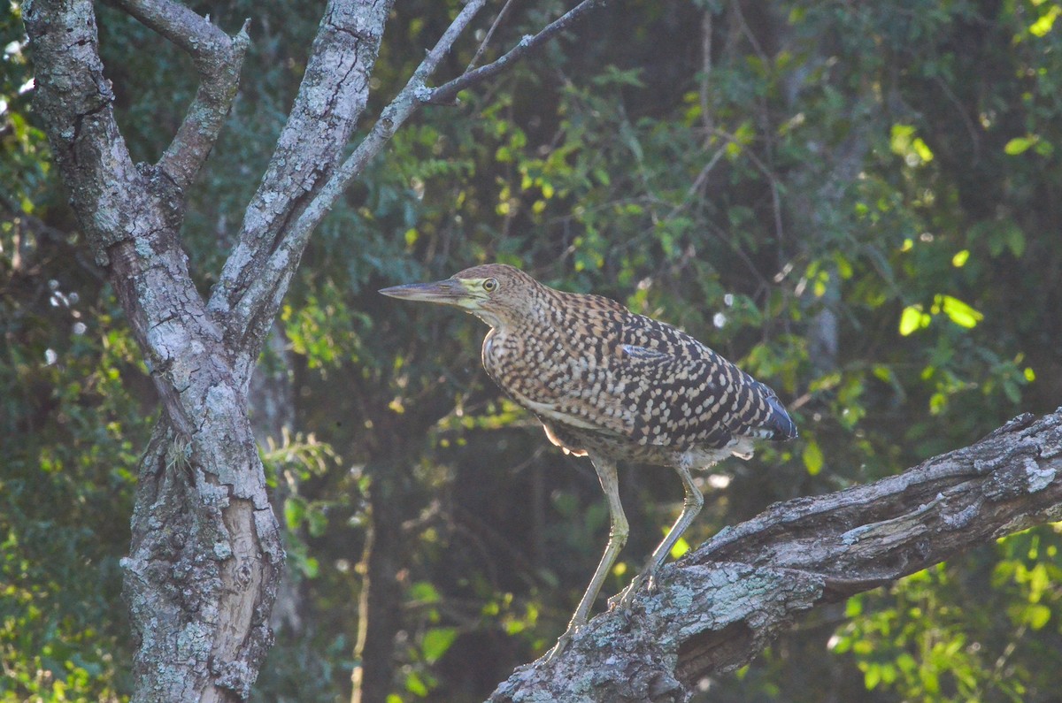 Rufescent Tiger-Heron - Francisco Gambino