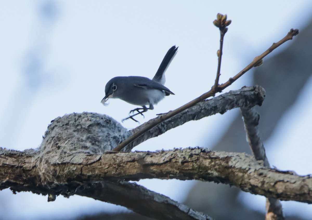 Blue-gray Gnatcatcher - ML553280001