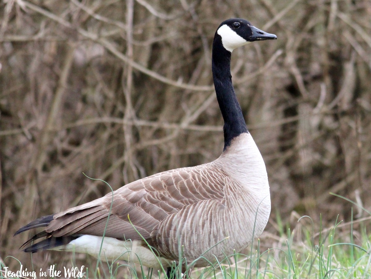 Canada Goose - ML553281021