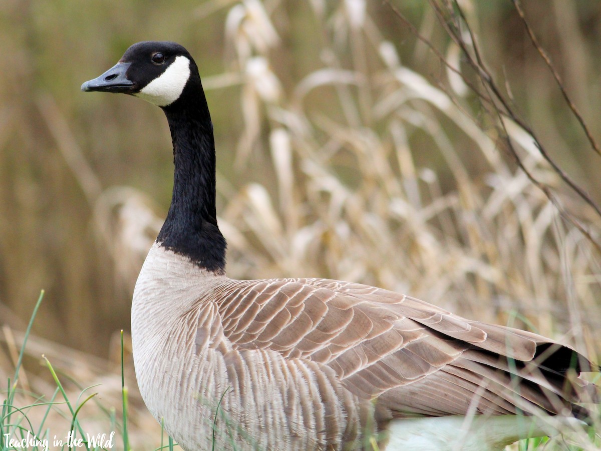 Canada Goose - ML553281061