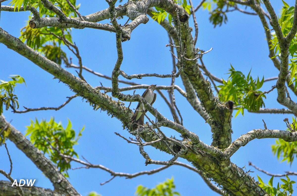 Northern Rough-winged Swallow - ML553281861