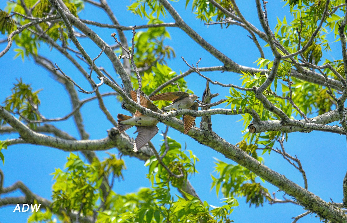 Northern Rough-winged Swallow - ML553282831