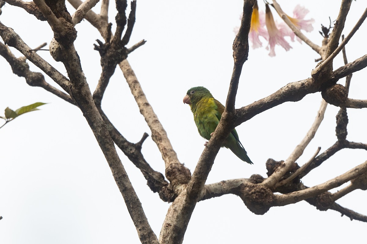 Orange-chinned Parakeet - Steve Rappaport