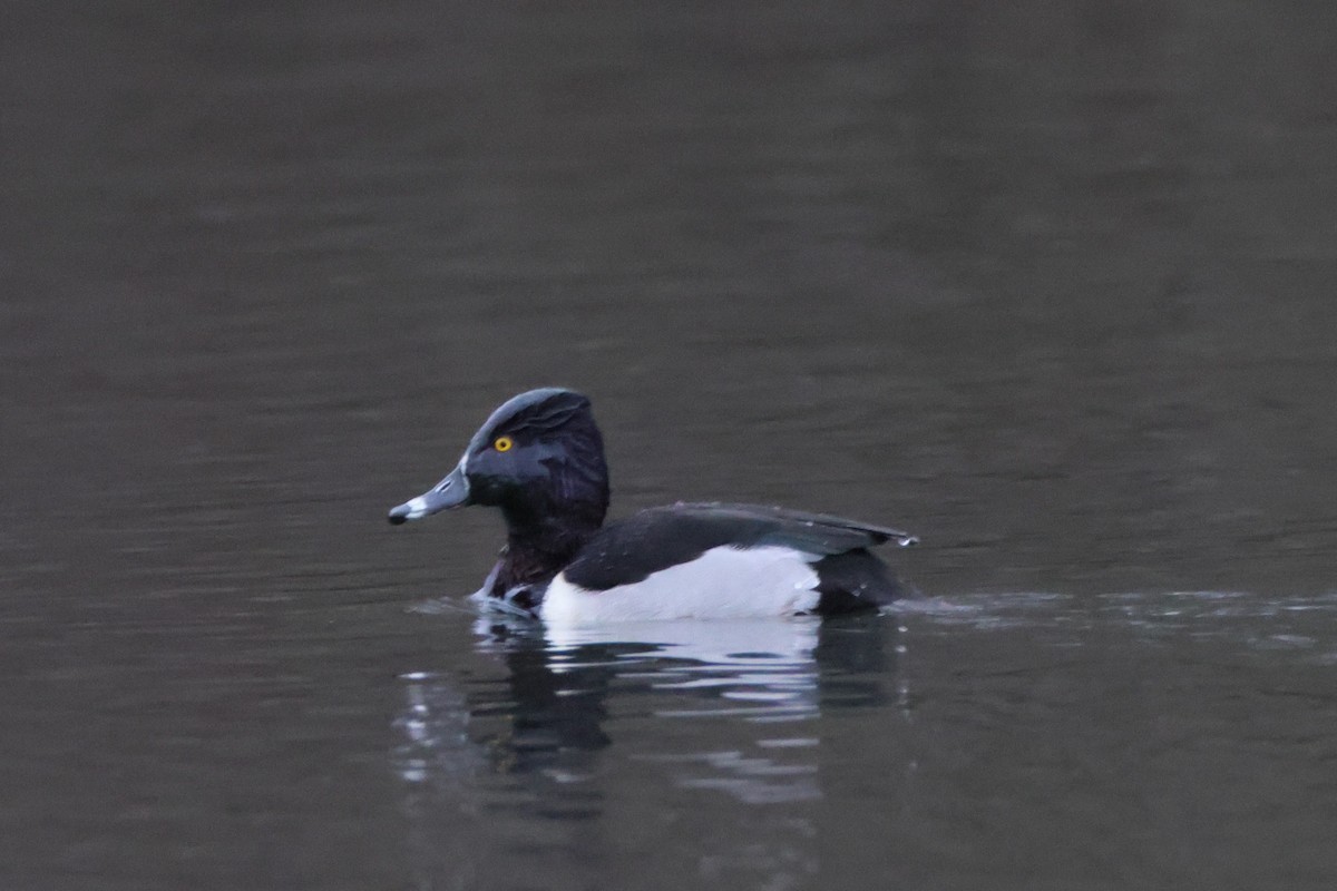 Ring-necked Duck - ML553283061