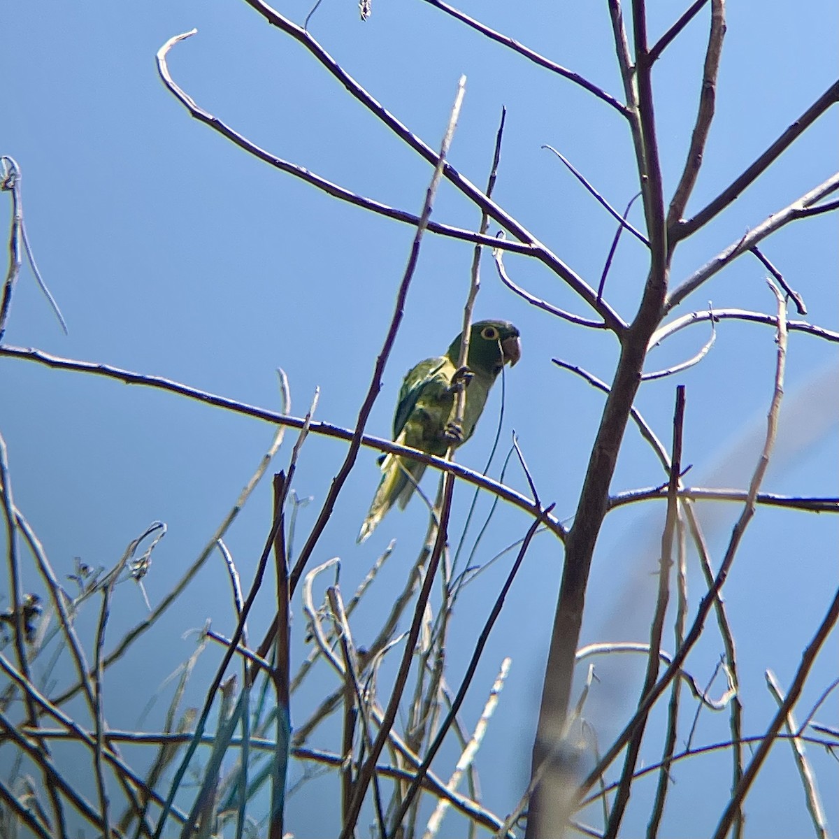 Olive-throated Parakeet - ML553283121