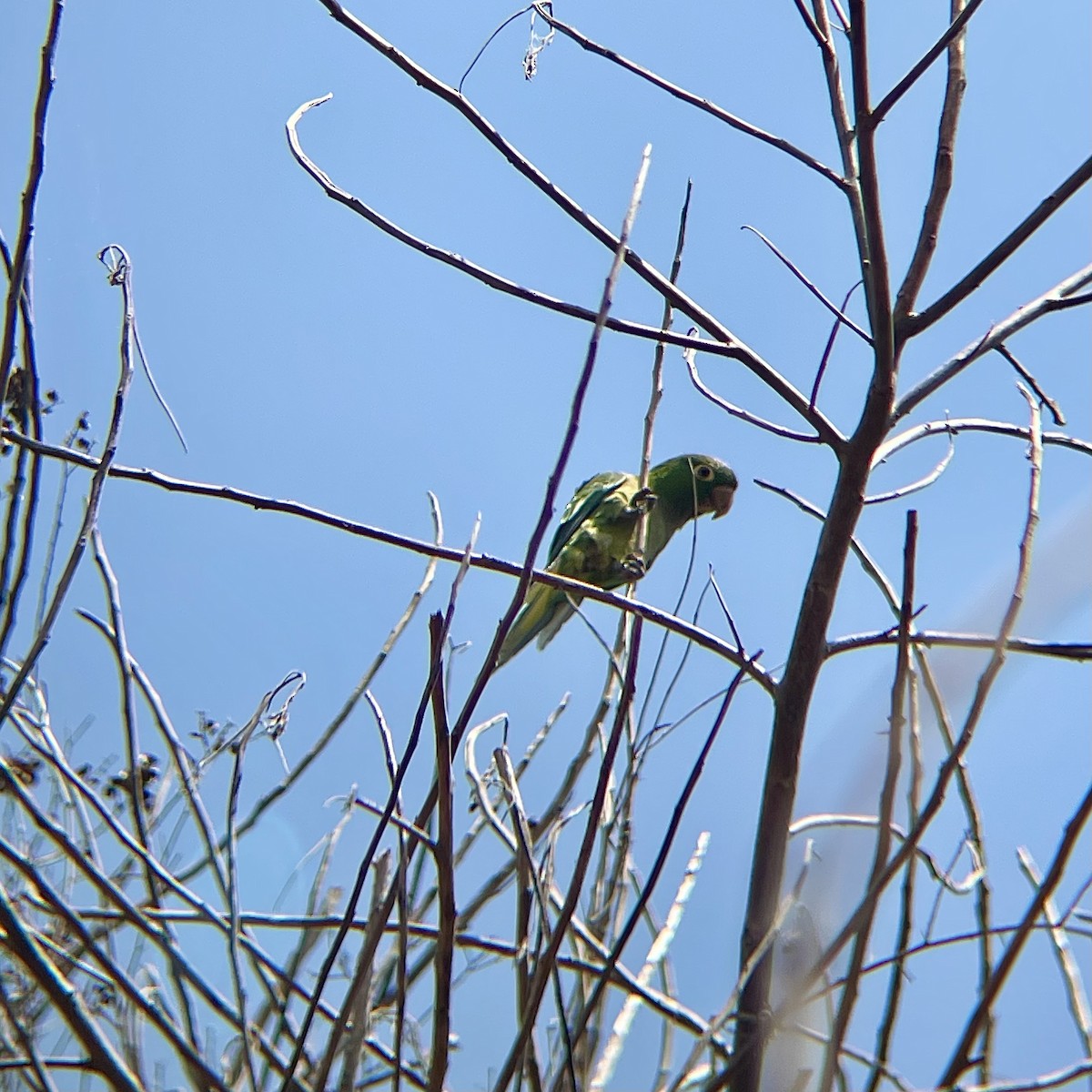 Olive-throated Parakeet - Clarissa Chipman