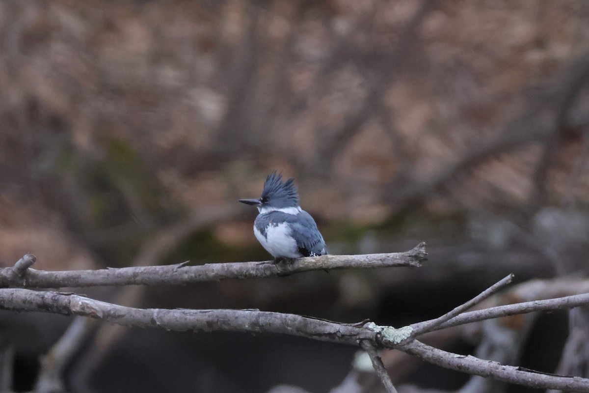 Belted Kingfisher - Chris Kennelly