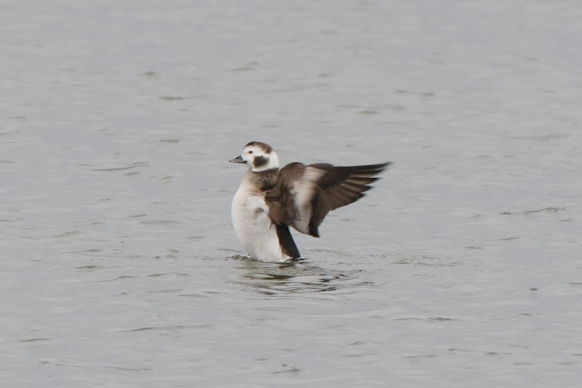 Long-tailed Duck - ML553283341