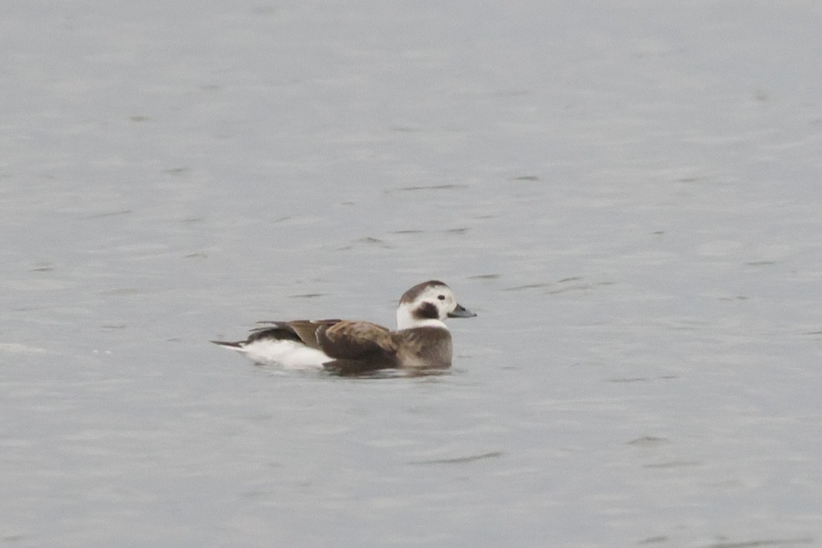 Long-tailed Duck - ML553283541