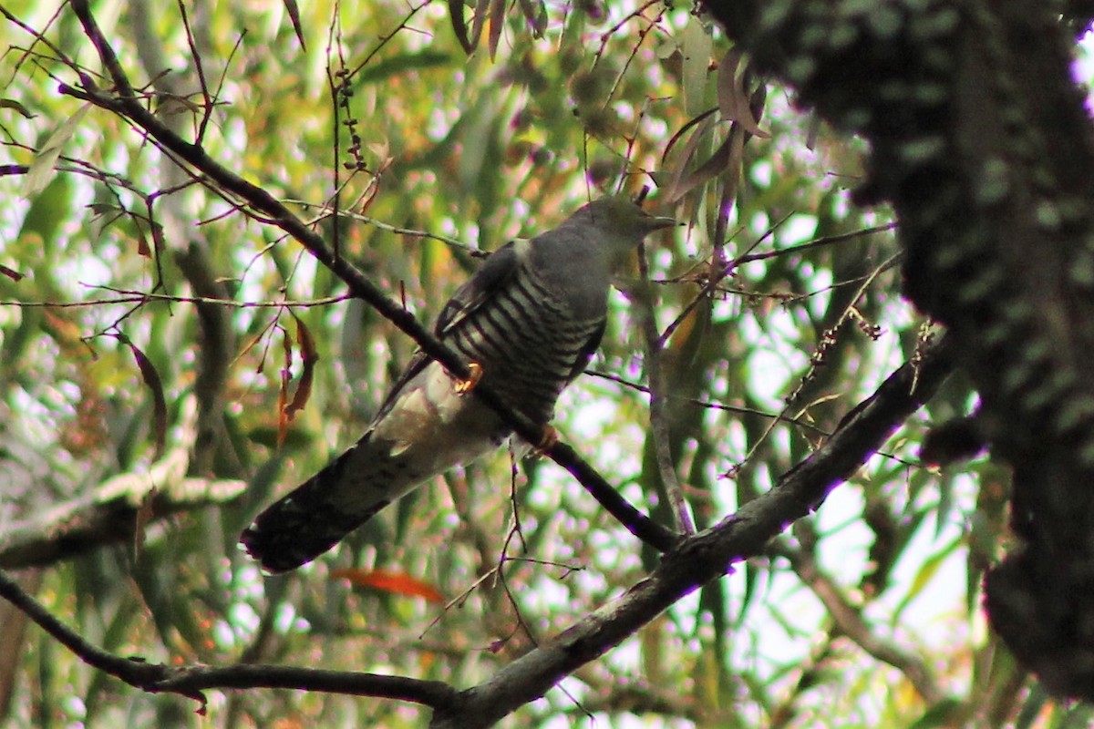 Oriental Cuckoo - Leonie Beaulieu