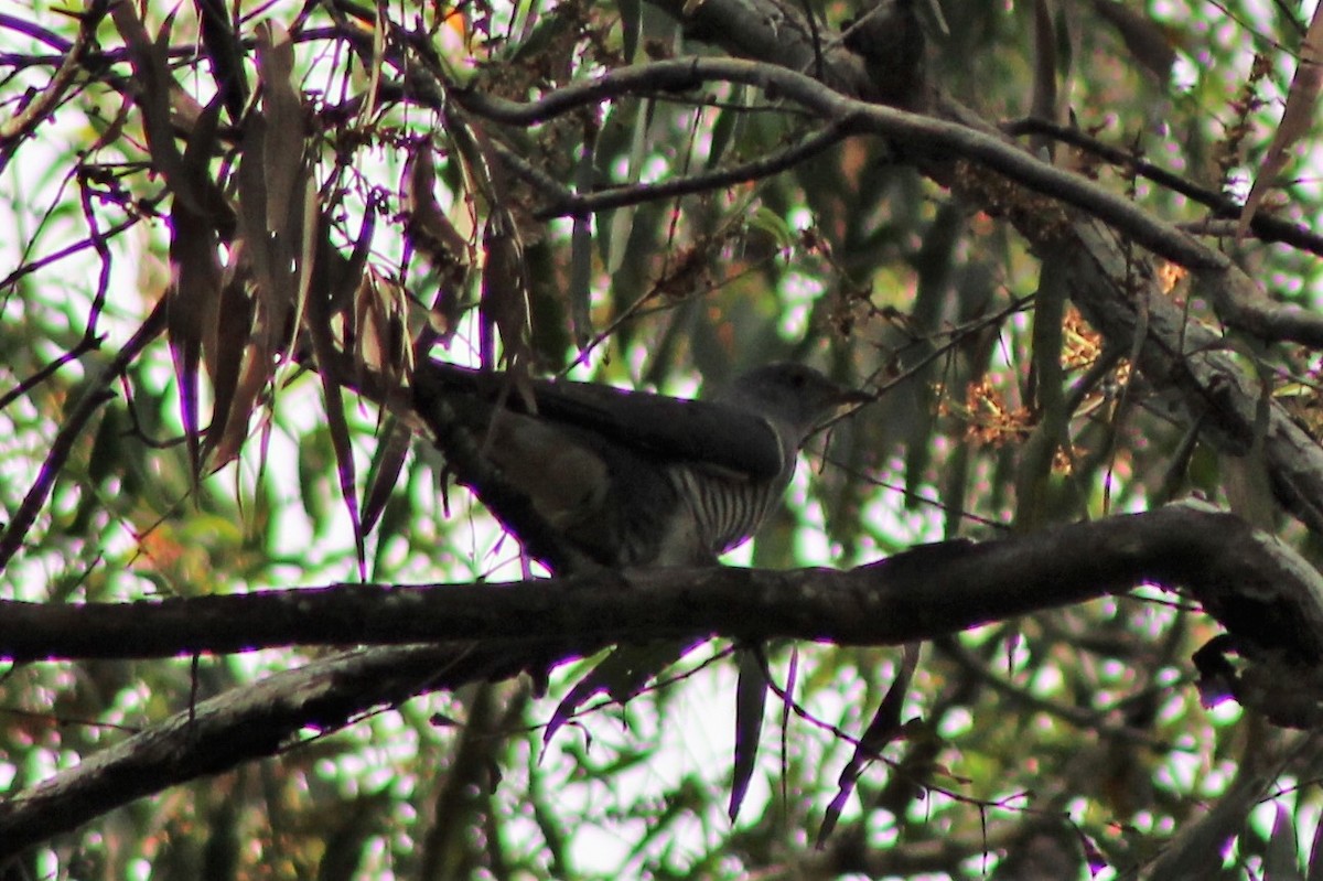 Oriental Cuckoo - ML553284541