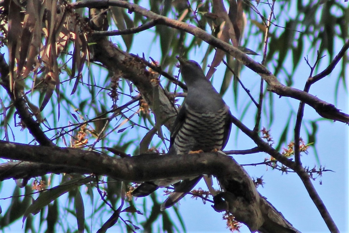 Oriental Cuckoo - ML553284641