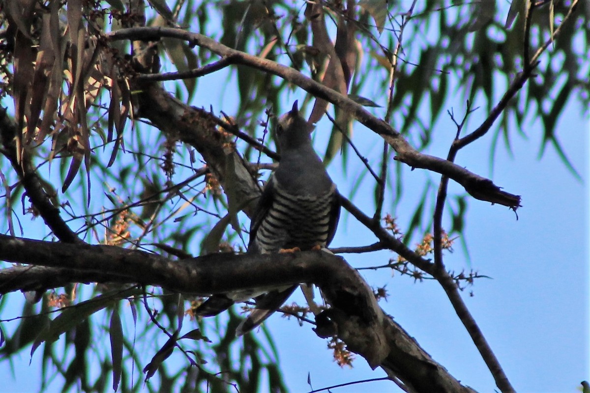 Oriental Cuckoo - ML553284651