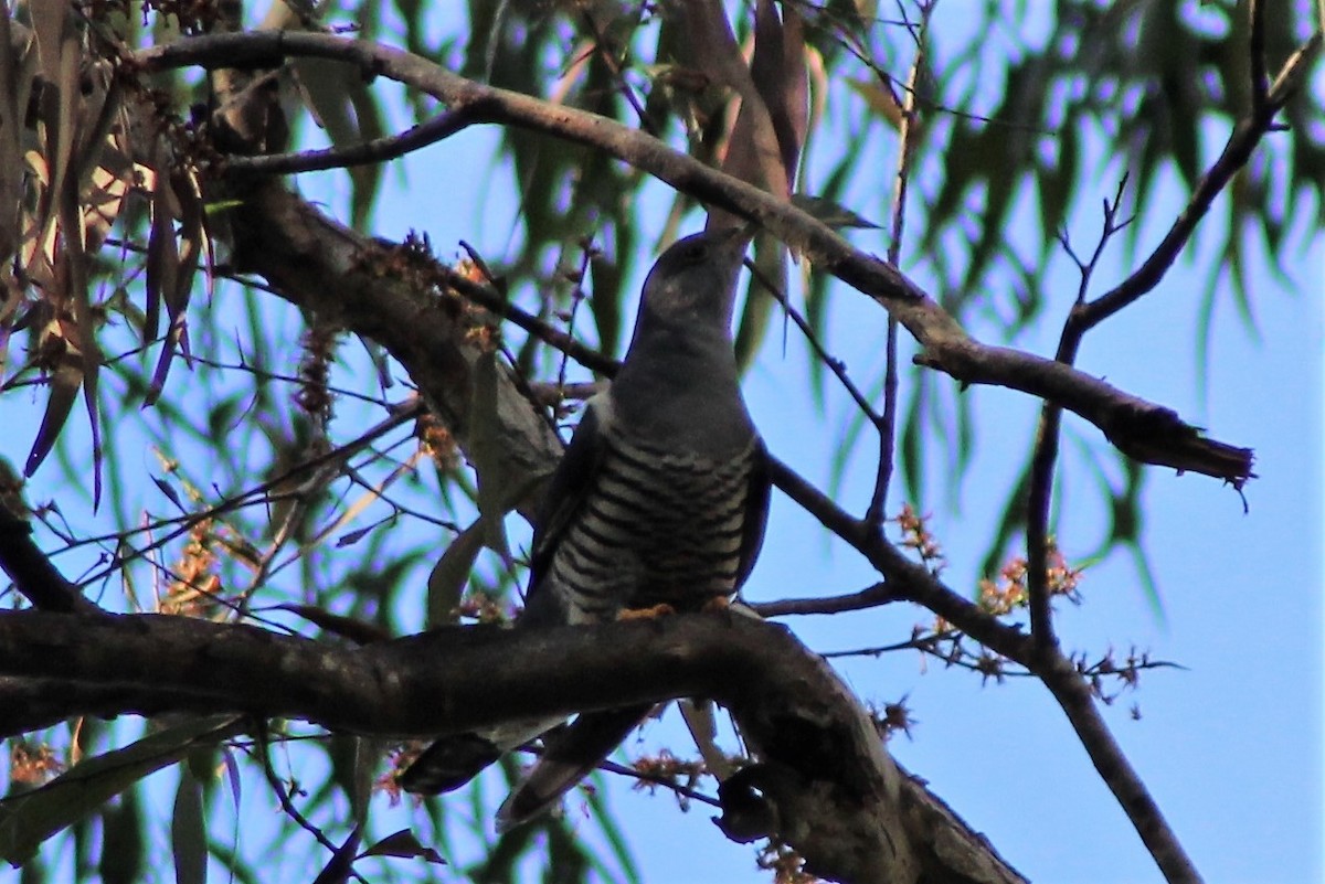 Oriental Cuckoo - ML553284661