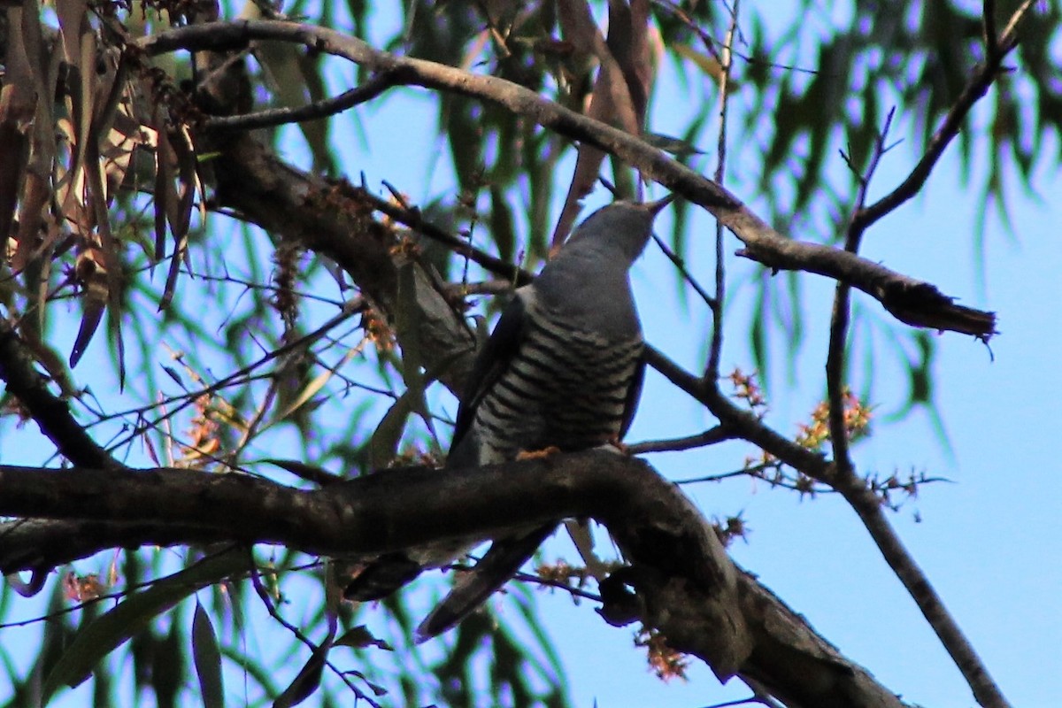 Oriental Cuckoo - ML553284671