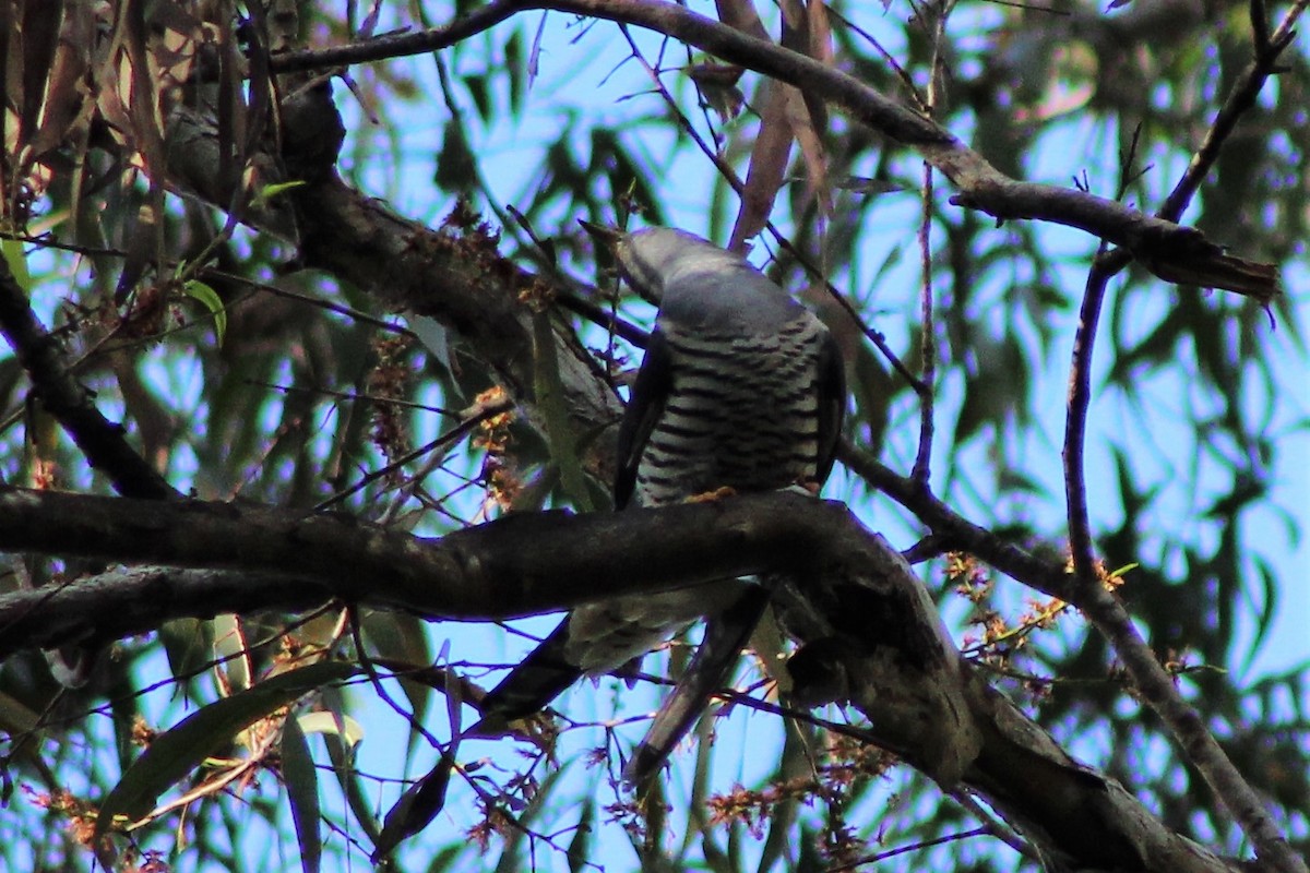 Oriental Cuckoo - ML553284681