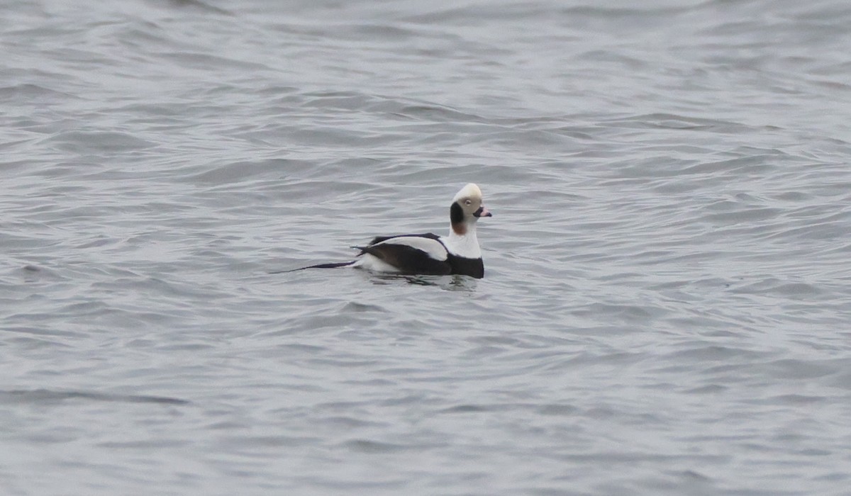 Long-tailed Duck - ML553284691