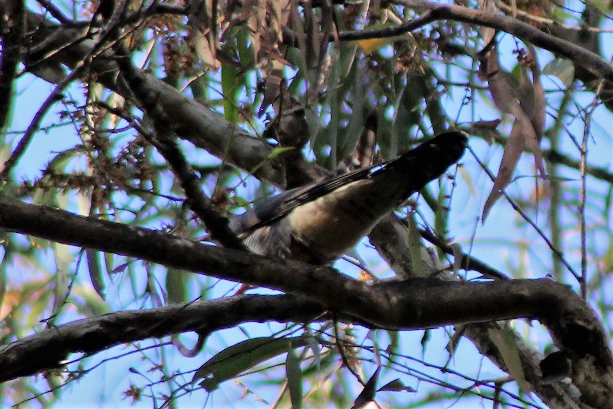 Oriental Cuckoo - ML553285071