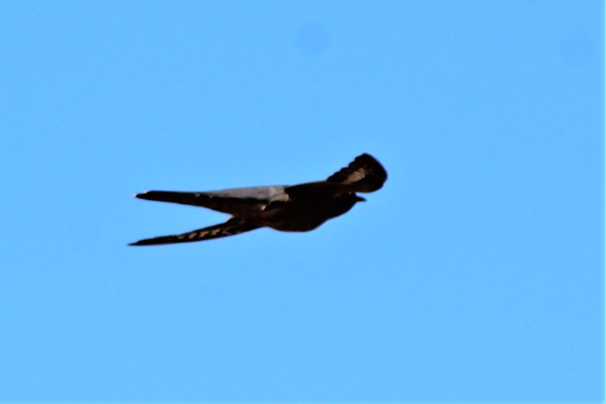 Oriental Cuckoo - ML553285141