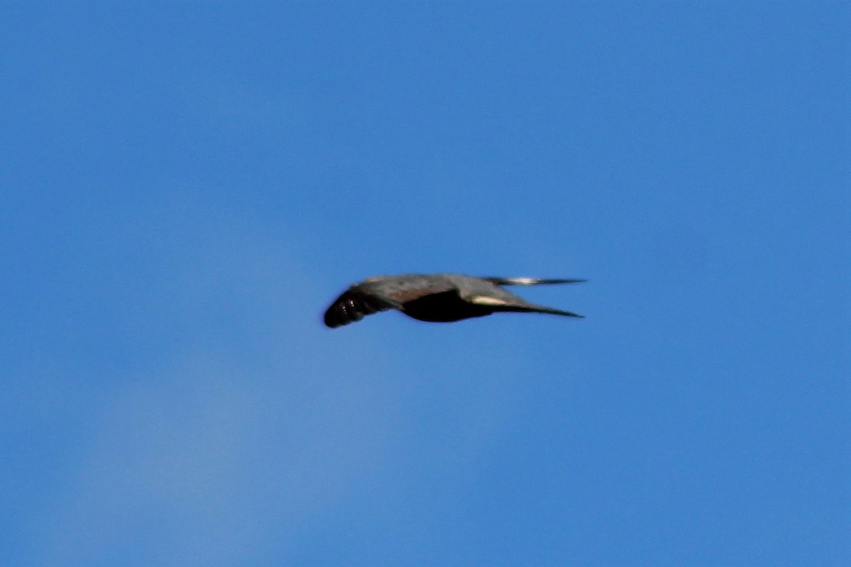 Oriental Cuckoo - ML553285151