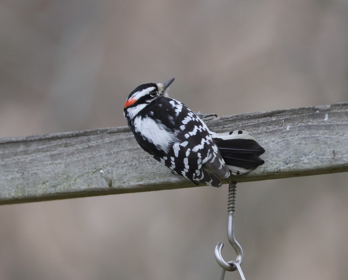 Downy Woodpecker - ML553285311