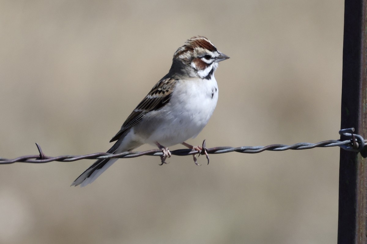Lark Sparrow - ML553285511