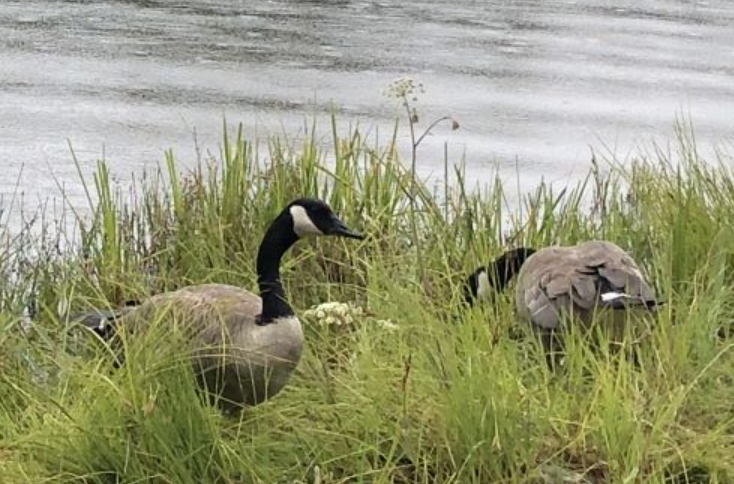 Canada Goose - ML553285581