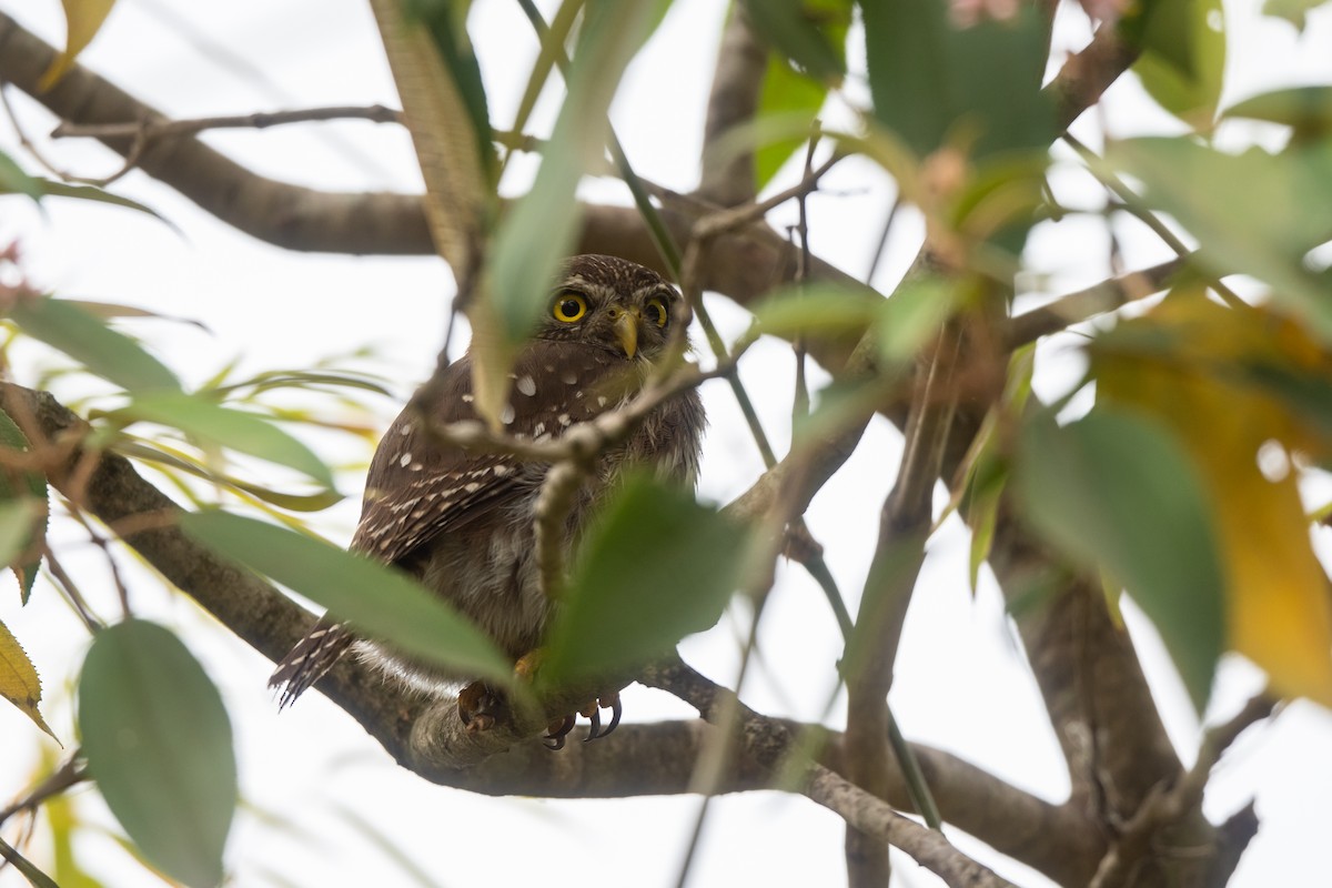 Ferruginous Pygmy-Owl - Steve Rappaport