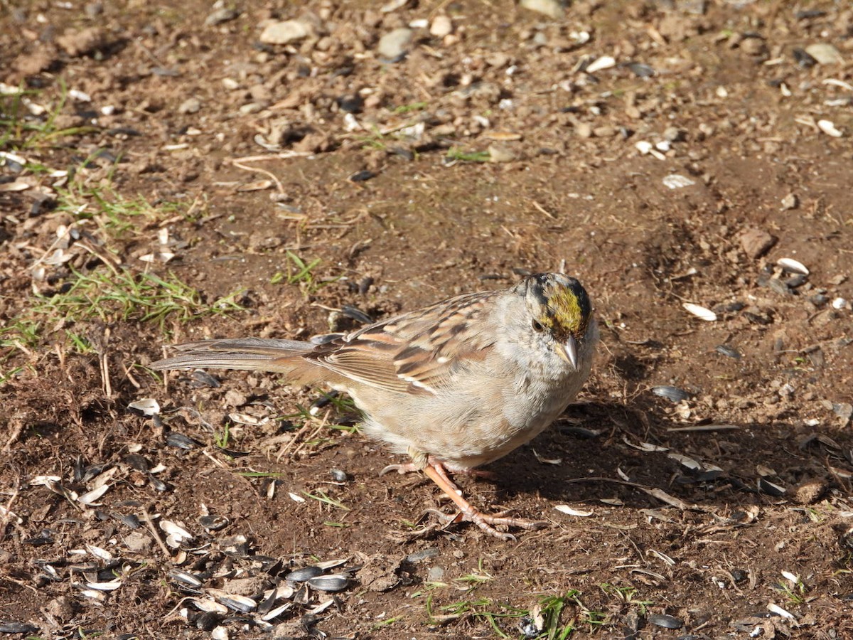 Golden-crowned Sparrow - Pam Spring