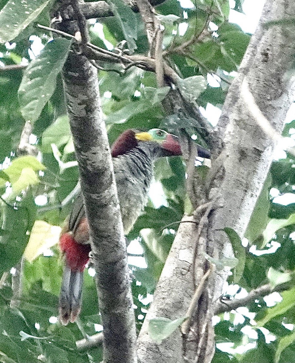 Guianan Toucanet - ML553287241