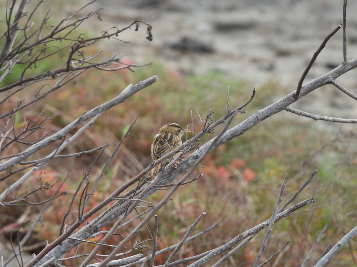 Golden-headed Cisticola - ML553287641