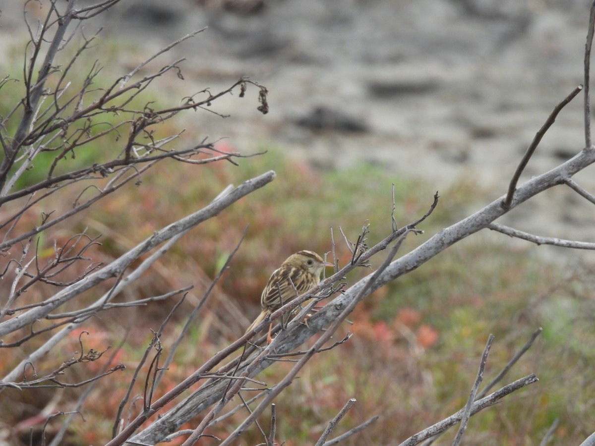 Golden-headed Cisticola - ML553287651