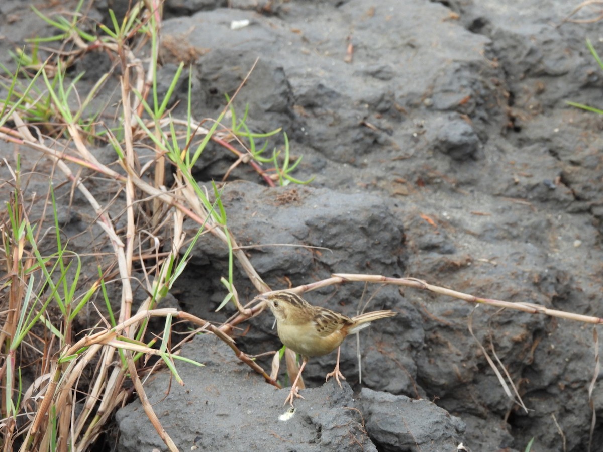 Golden-headed Cisticola - ML553287661