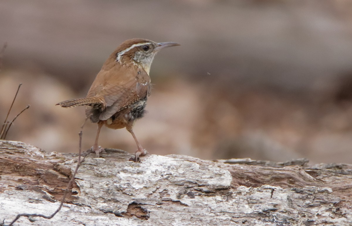 Carolina Wren - ML553288081