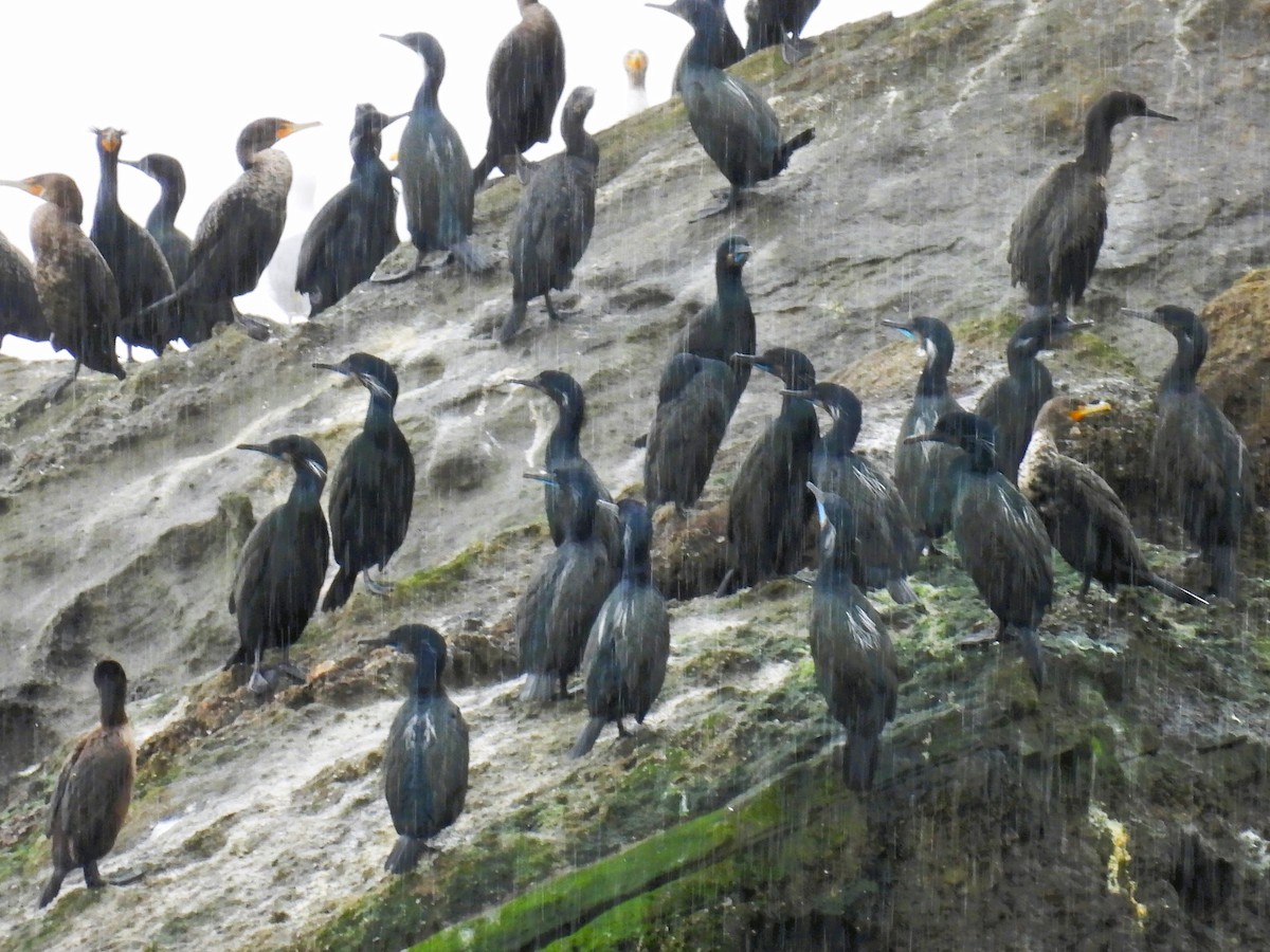 Brandt's Cormorant - ML553288811