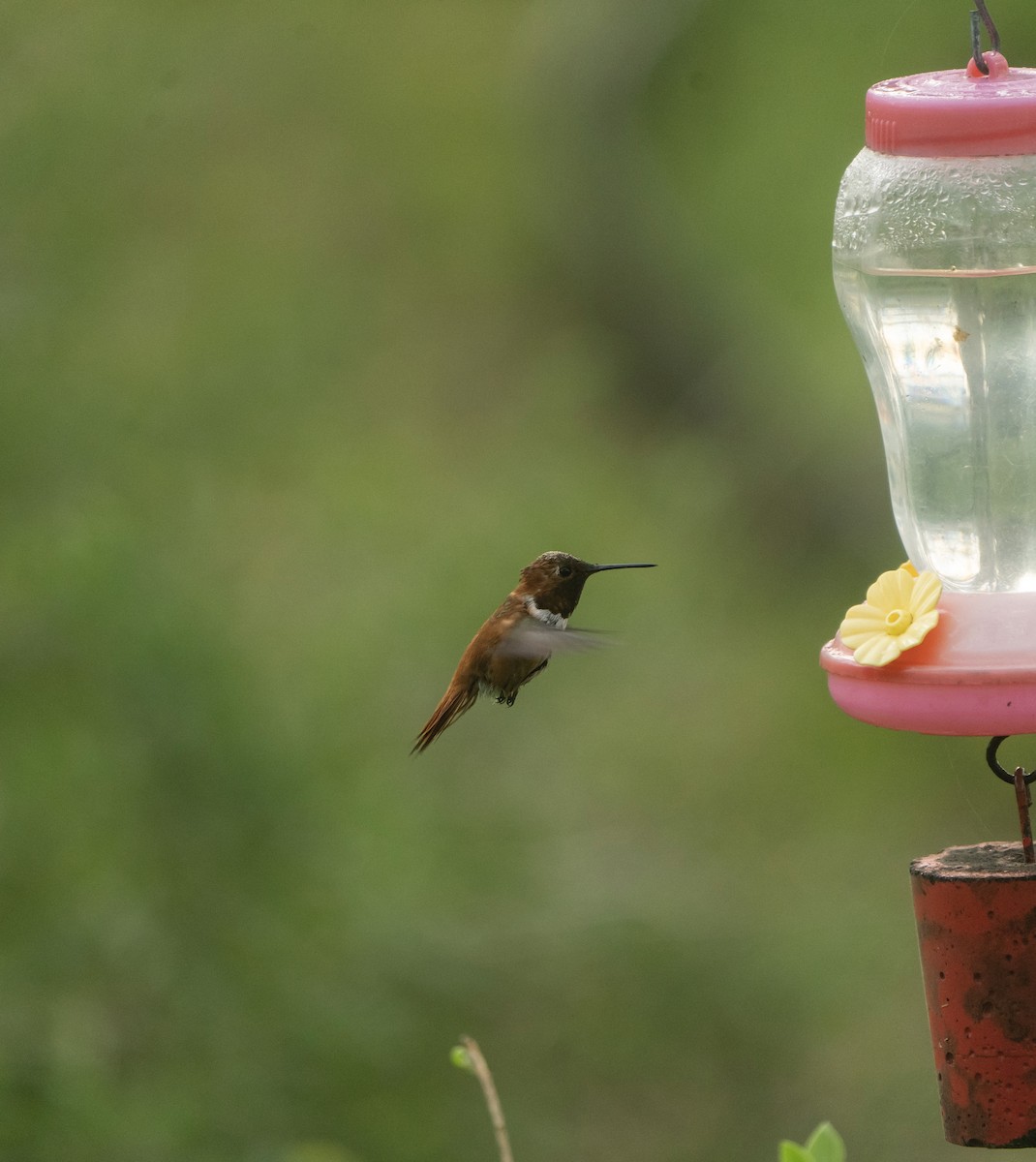 Rufous Hummingbird - ML553290421