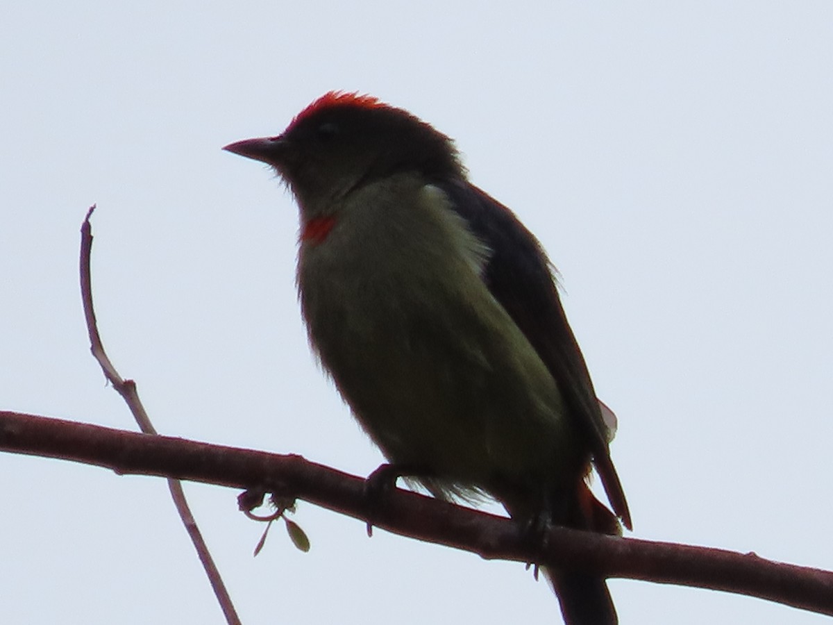 Red-capped Flowerpecker - Dorothy Bedford