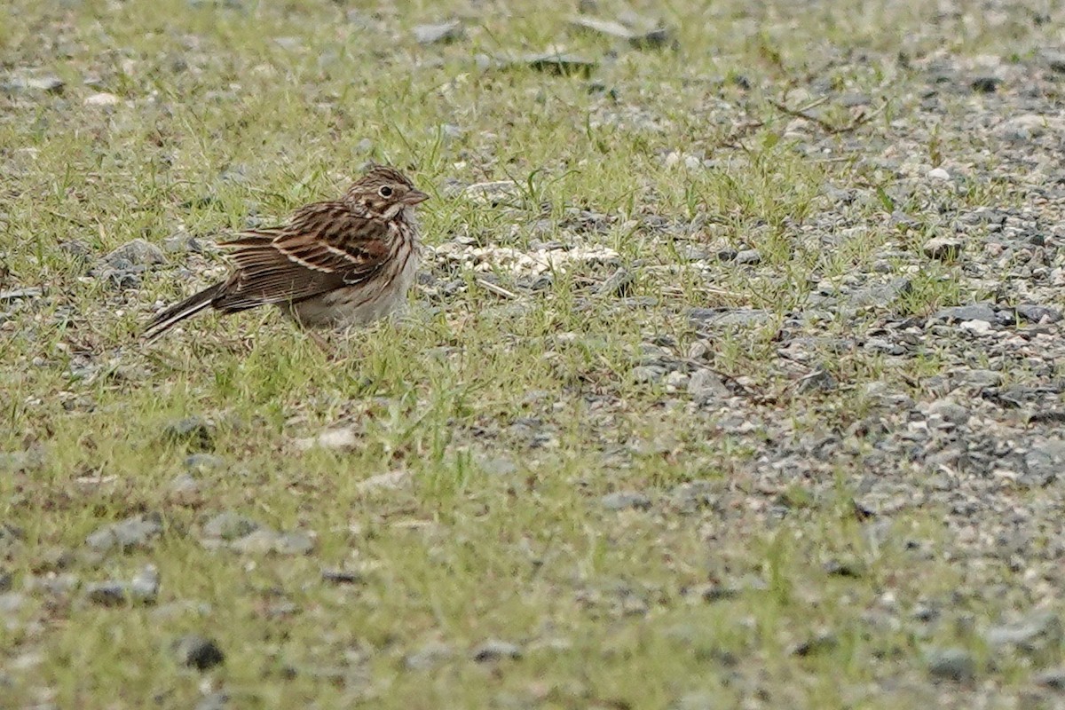 Vesper Sparrow - ML553290831