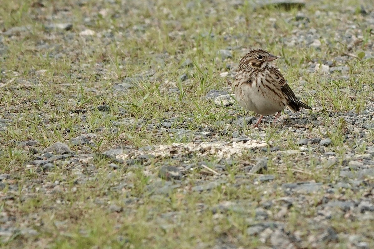 Vesper Sparrow - ML553290841