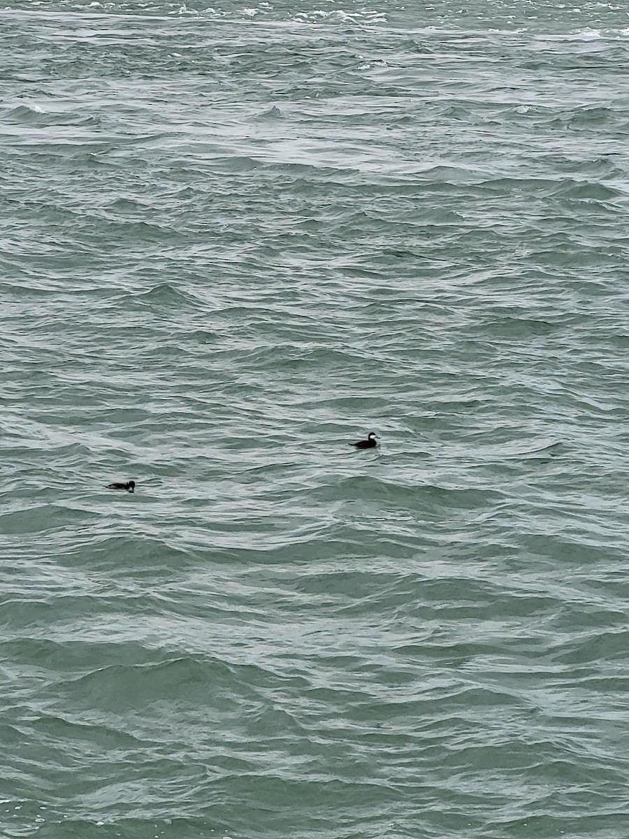 Ruddy Duck - ML553292291